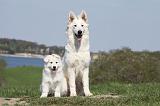 BERGER BLANC SUISSE - ADULTS ET PUPPIES 016